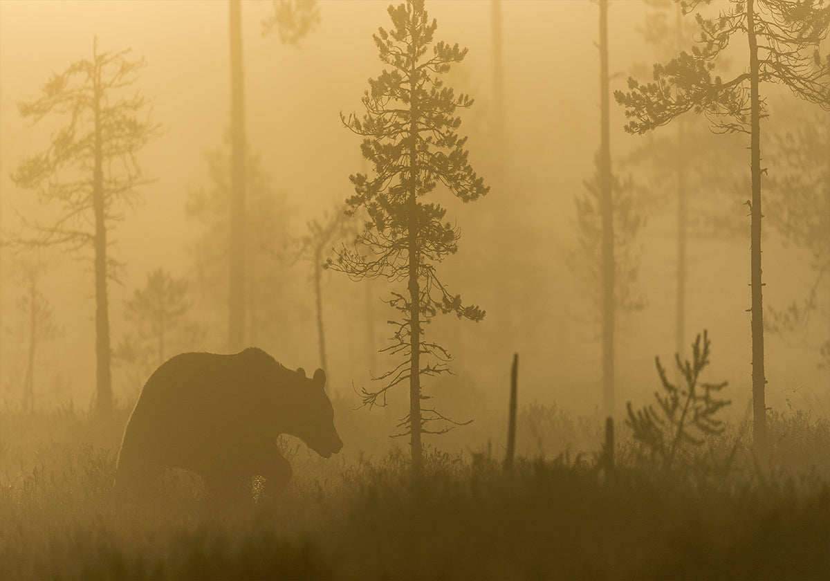 Morning Fog - Posterbox