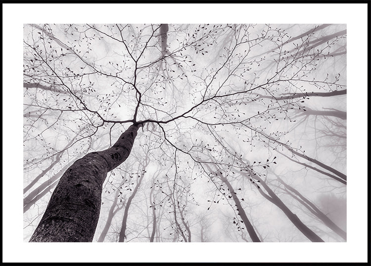 A view of the tree crown Plakat - Posterbox