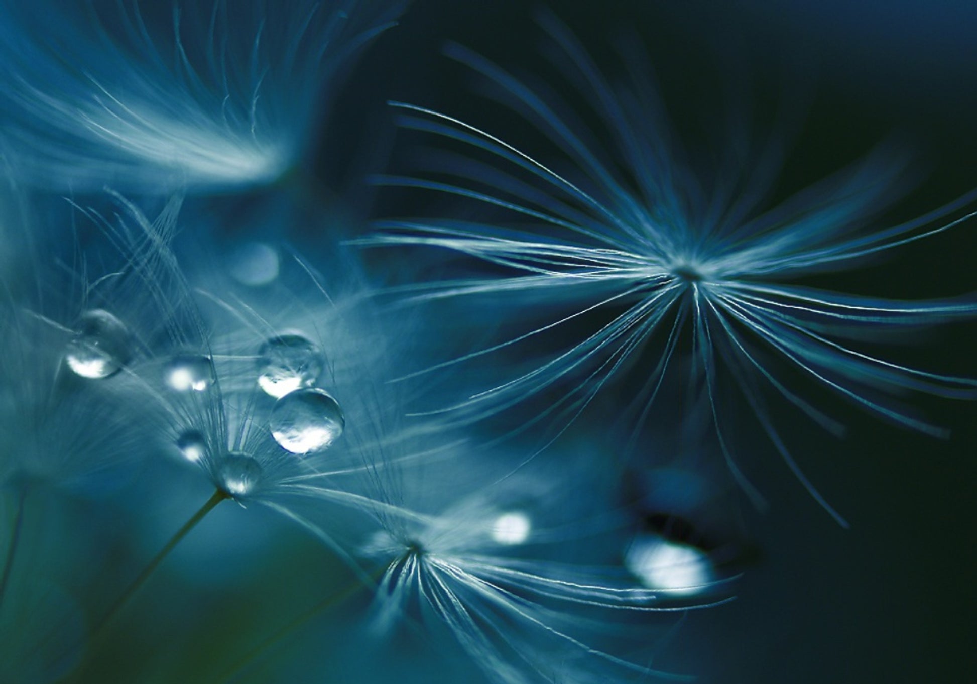 Glistening Dandelion Seeds