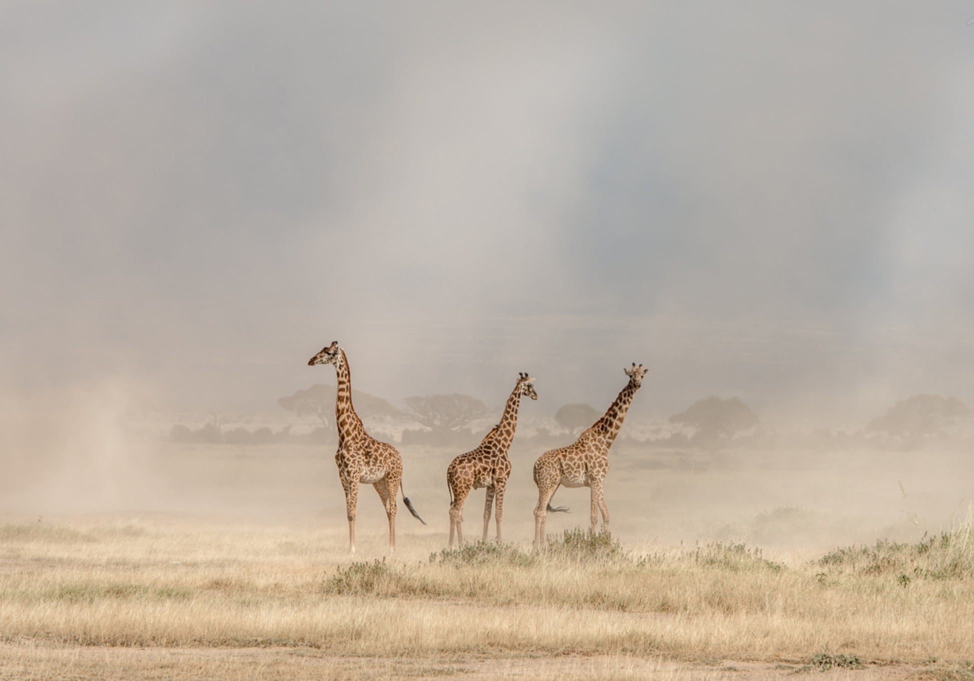 Giraffes in Golden Dust