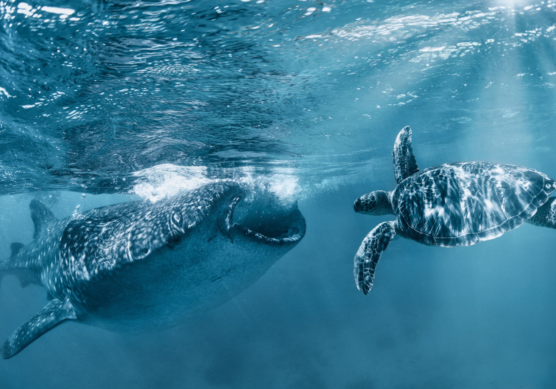 Whale Shark Turtle Swim
