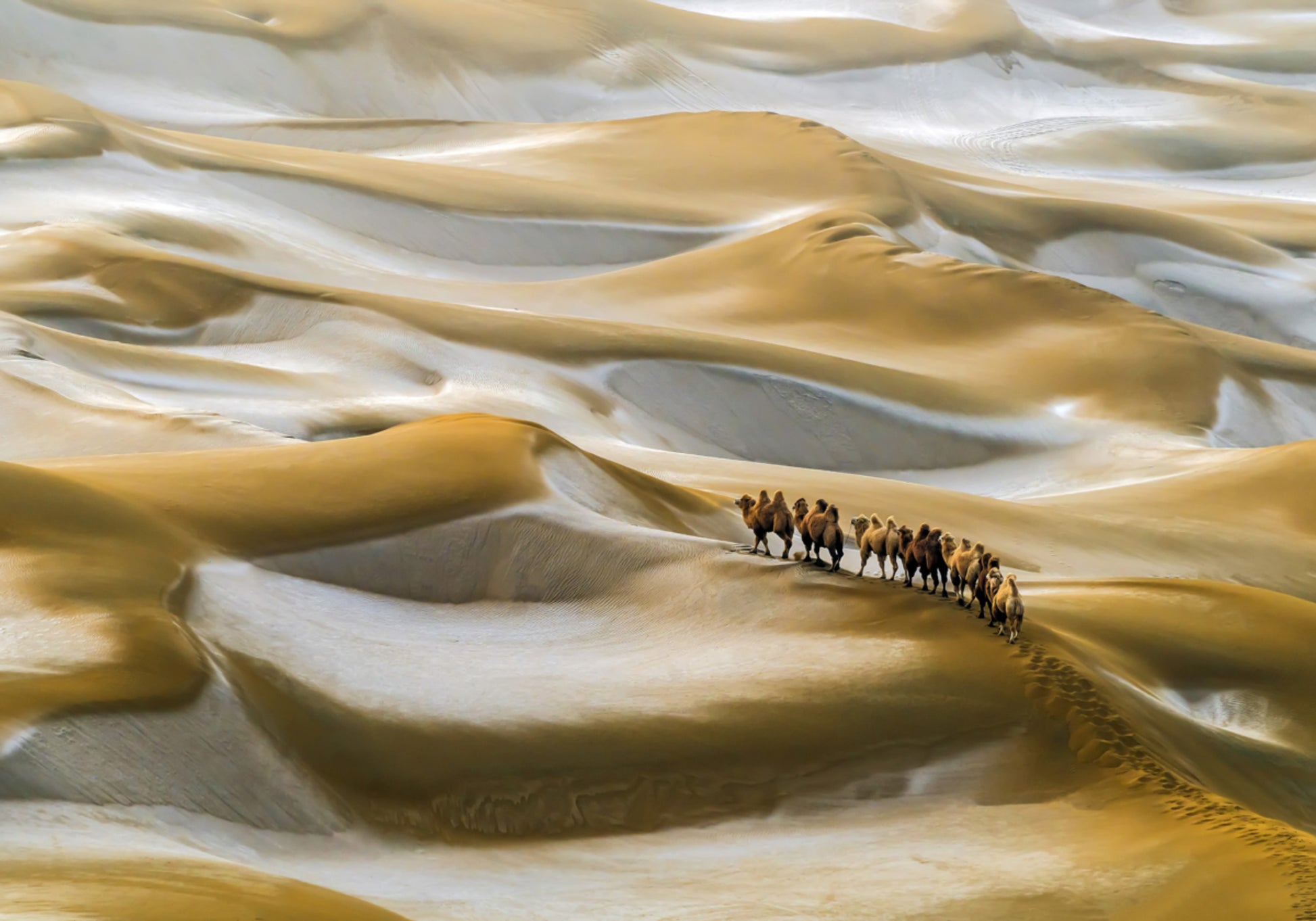 Desert Camel Caravan