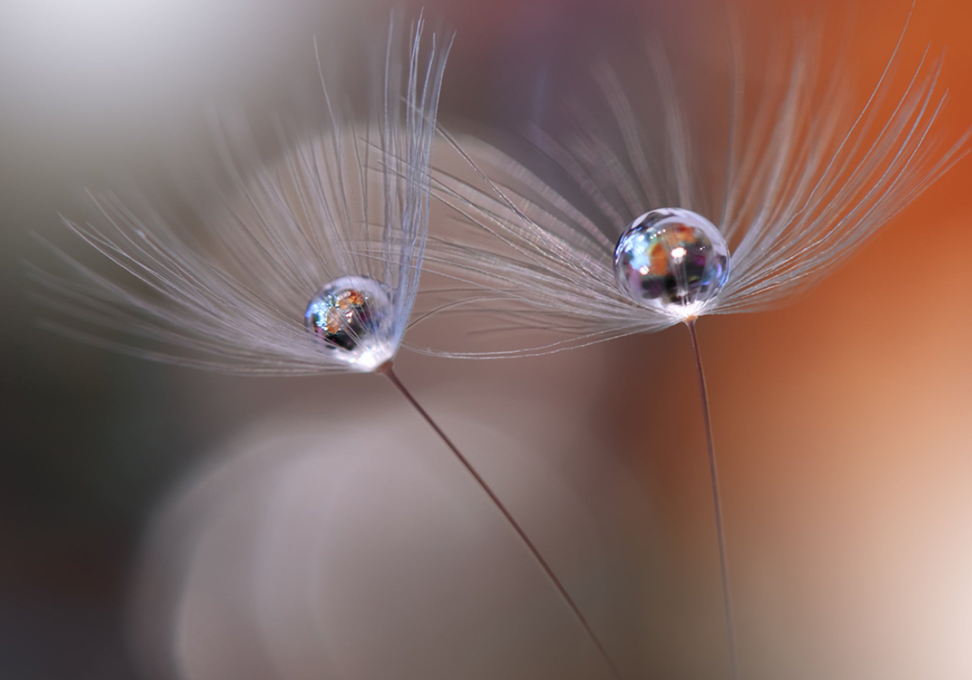 Delicate Dandelion Reflections