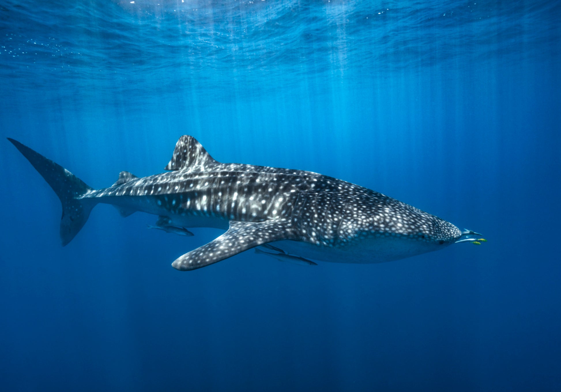 Majestic Whale Shark