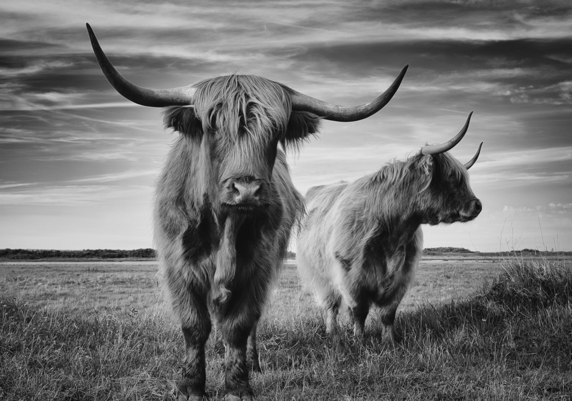 Majestic Highland Stare