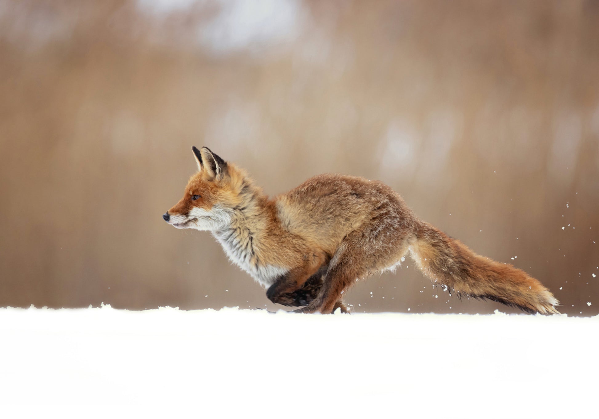 Red Fox Snow Sprint