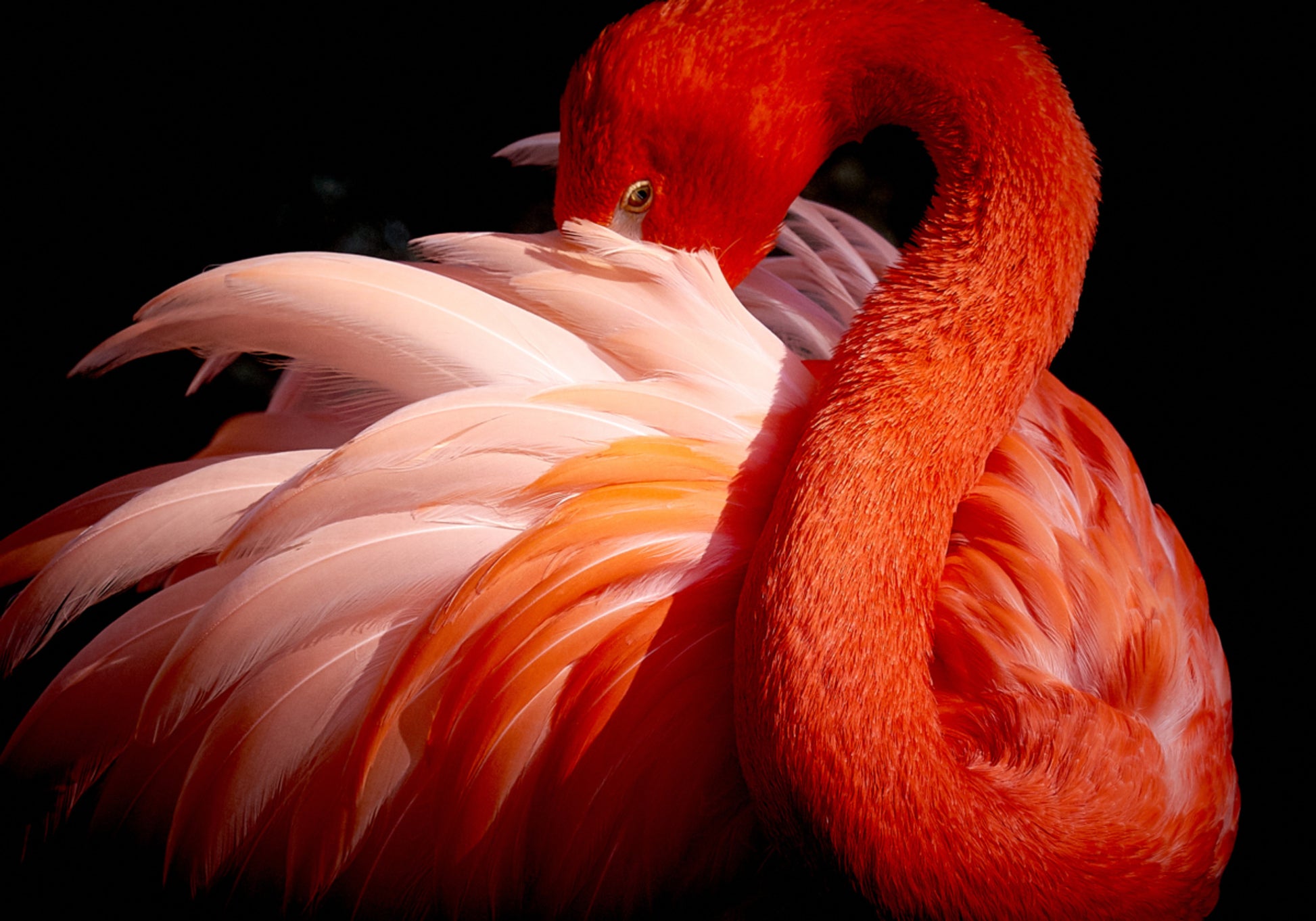 Elegant Pink Flamingo