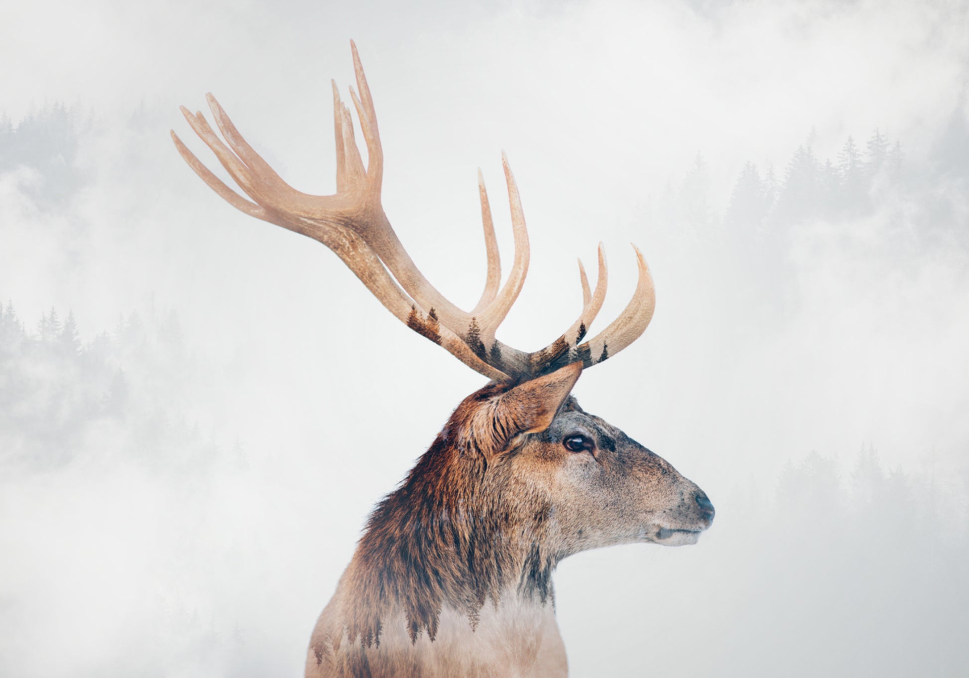 Misty Forest Stag