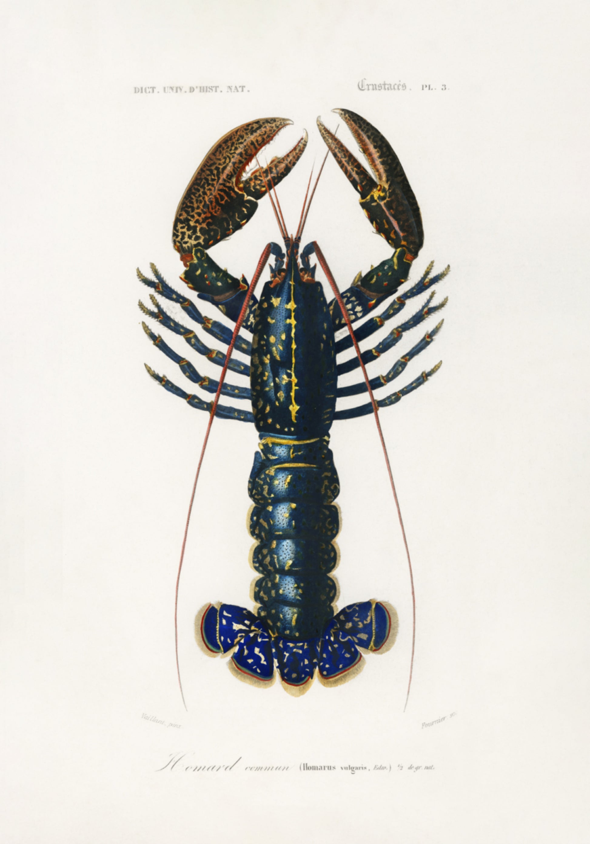 Crimson Crawfish