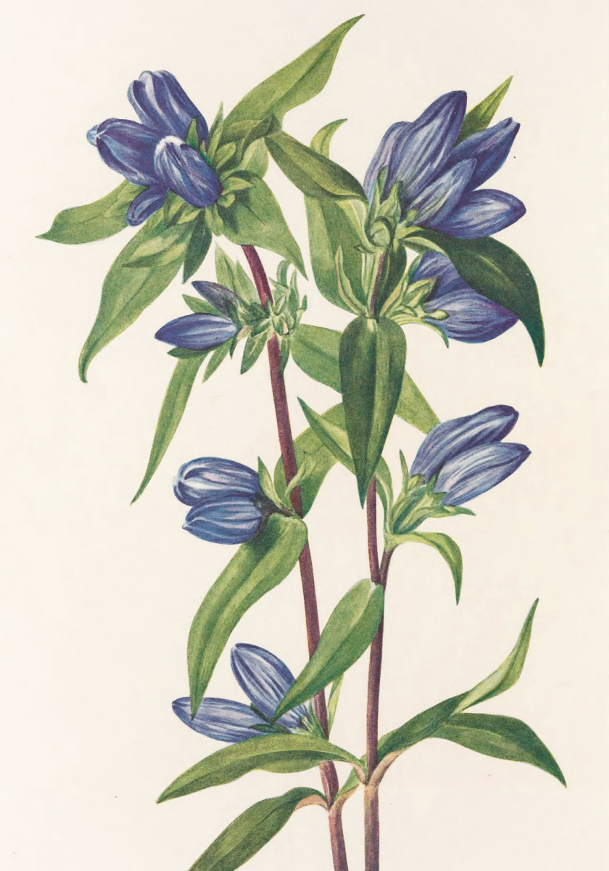 Bottle Gentian From North American Wildflowers (1925) By Mary Vaux Walcott
