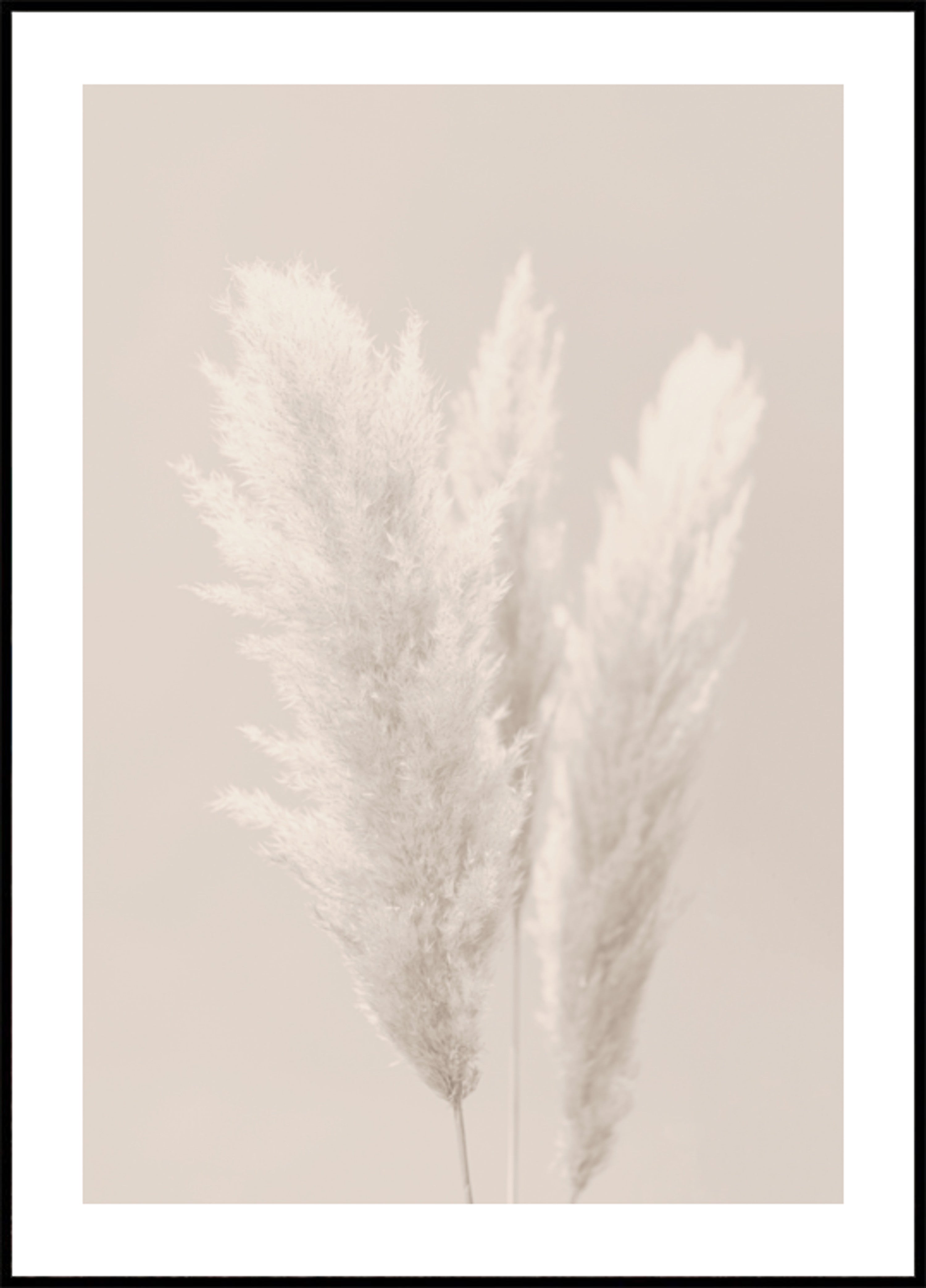Soft Pampas Plumes