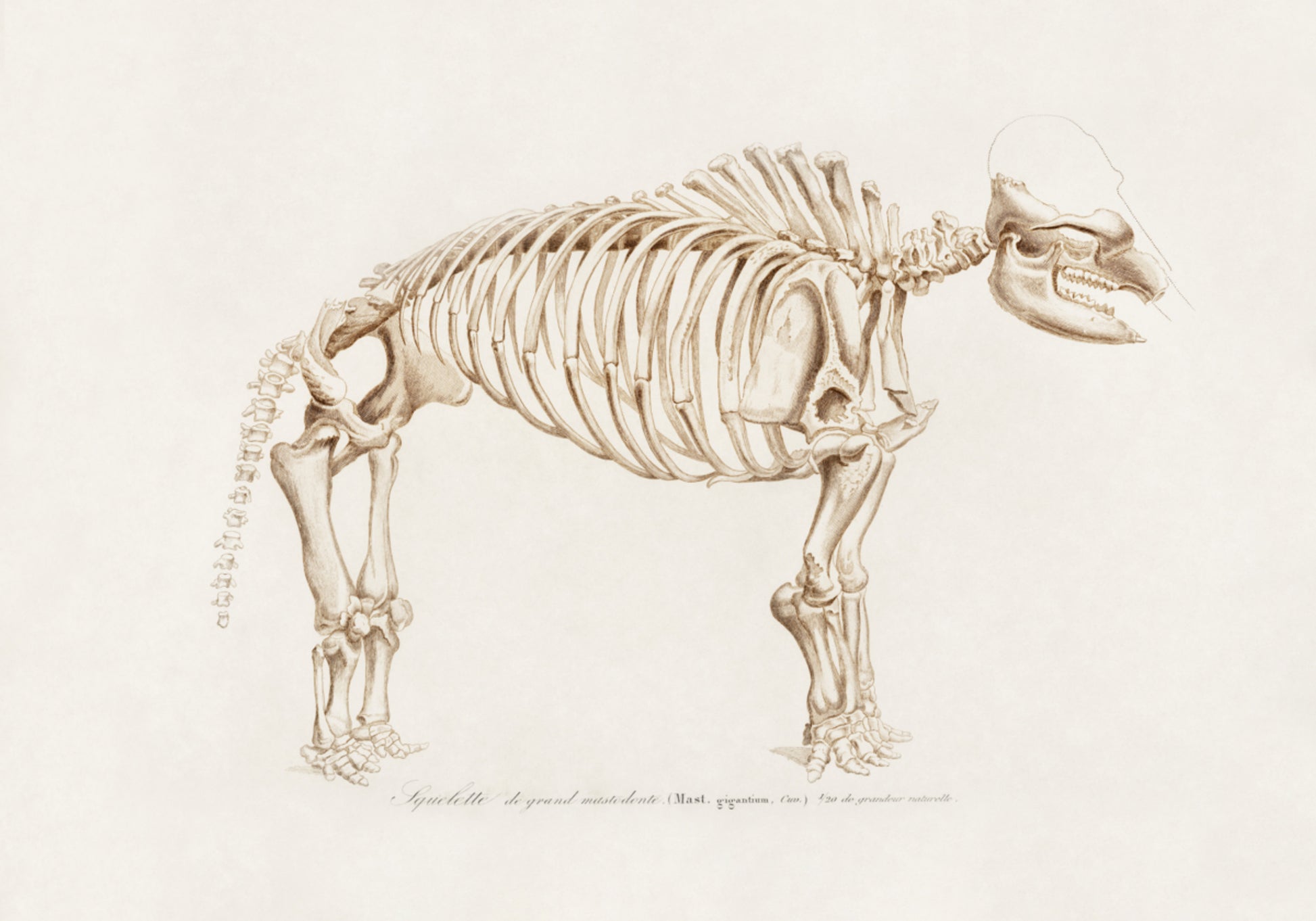 Mamoth (mammut)