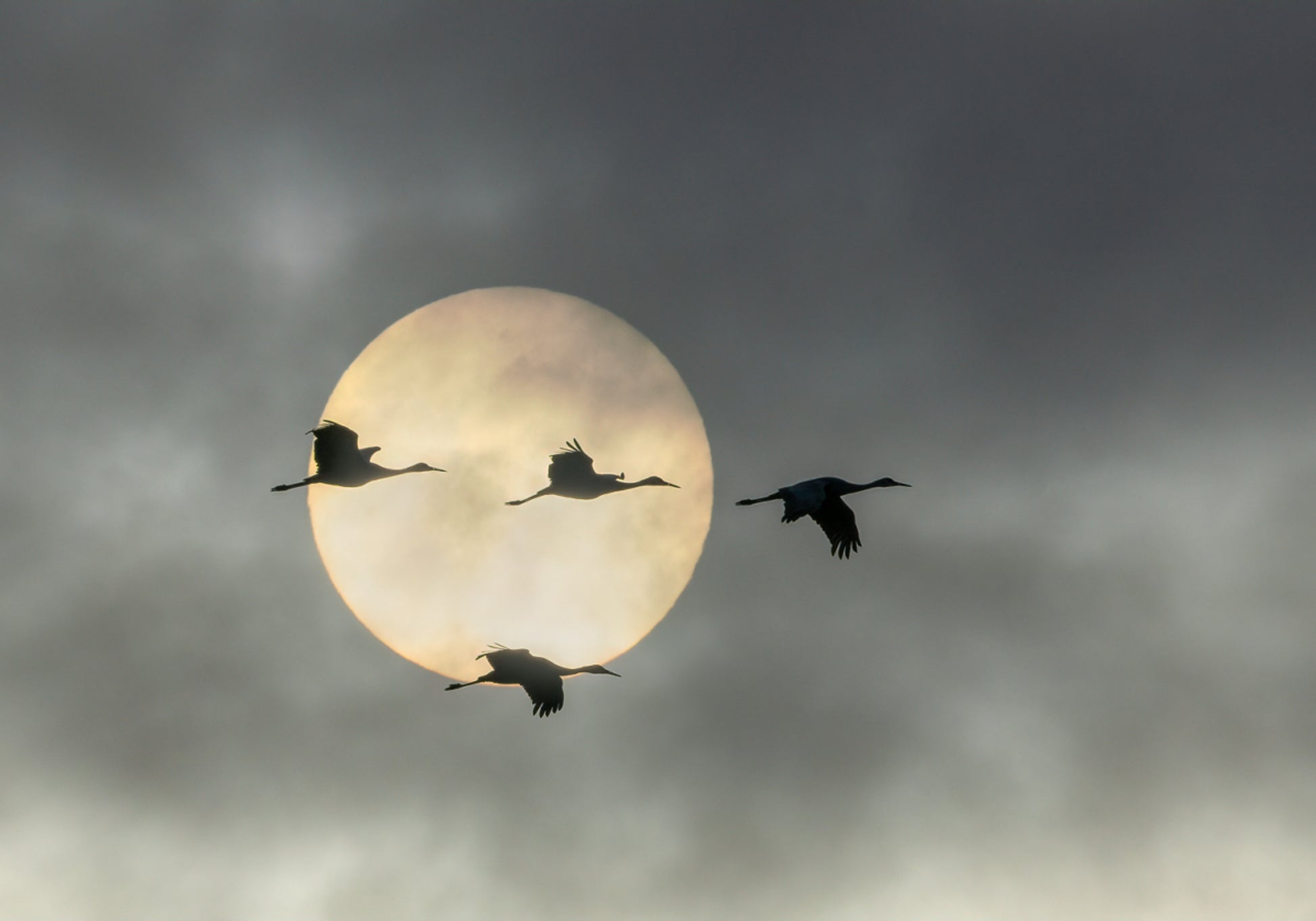 Flying Cranes Sun