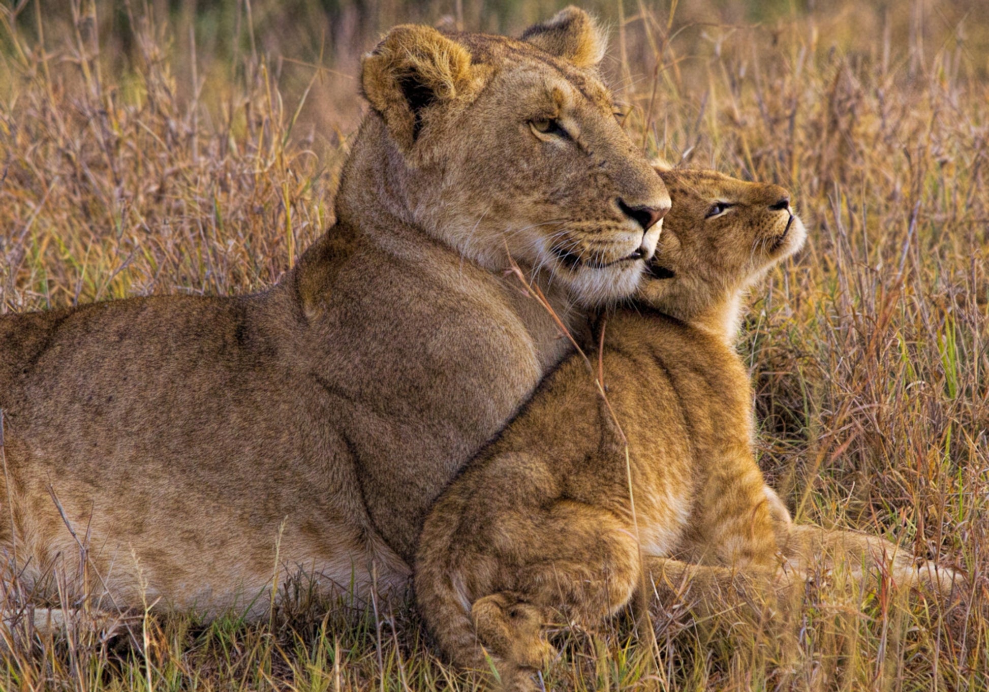 Tender Lioness Cub