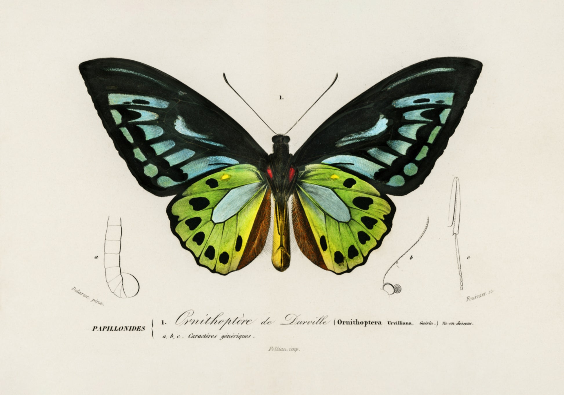 Green Birdwing Butterfly