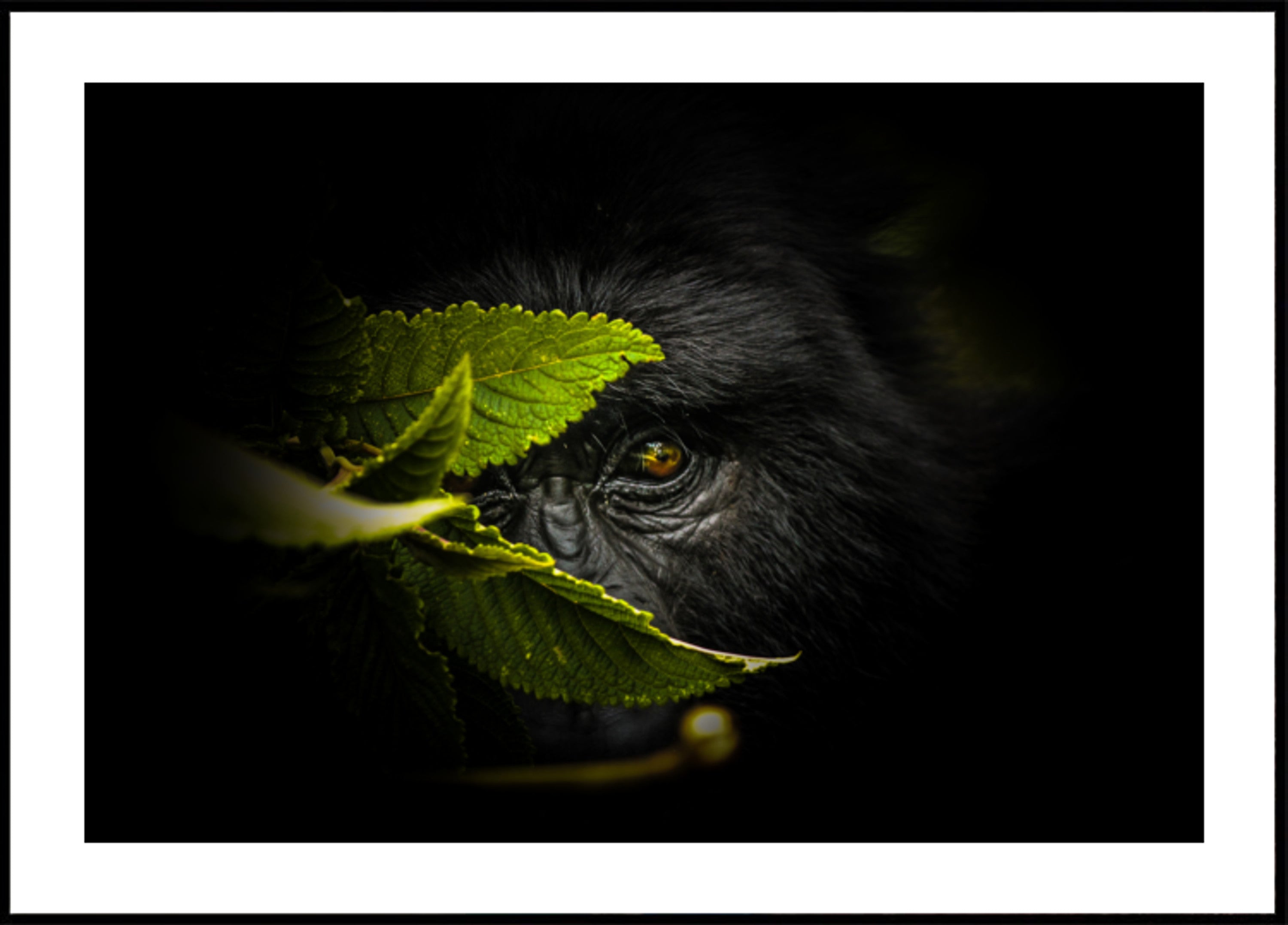 Mysterious Gorilla Gaze