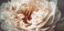 Petals of Serenity - Posterbox