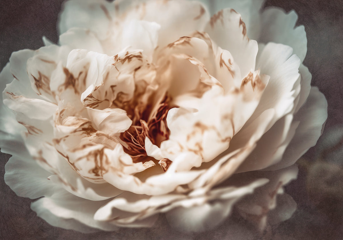 Petals of Serenity - Posterbox