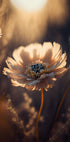 Sunlit Blossom Plakat - Posterbox