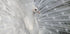 As white as snow Plakat - Posterbox