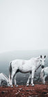 White Horses in The Fog Plakat - Posterbox.dk