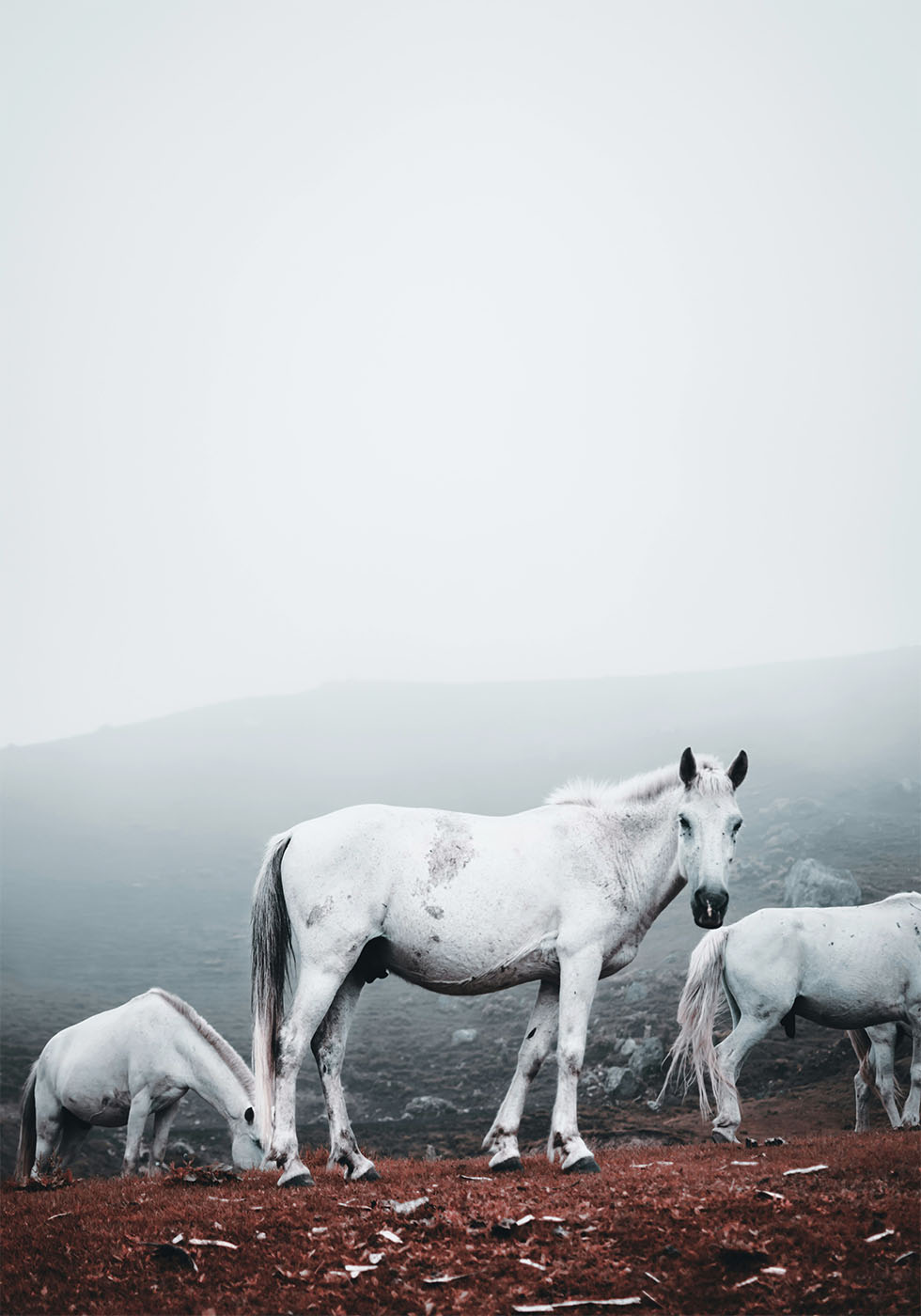 White Horses in The Fog Plakat - Posterbox.dk