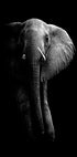 Elephant! - Posterbox