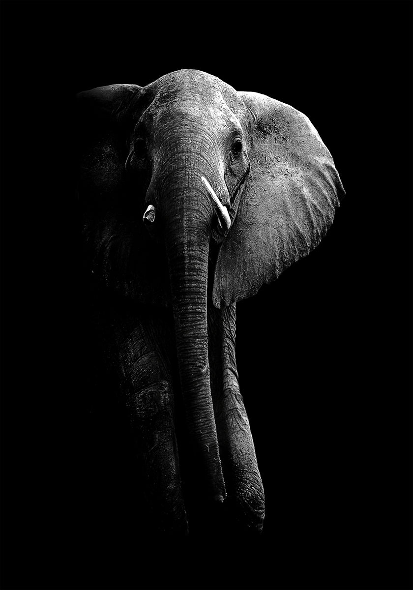 Elephant! - Posterbox
