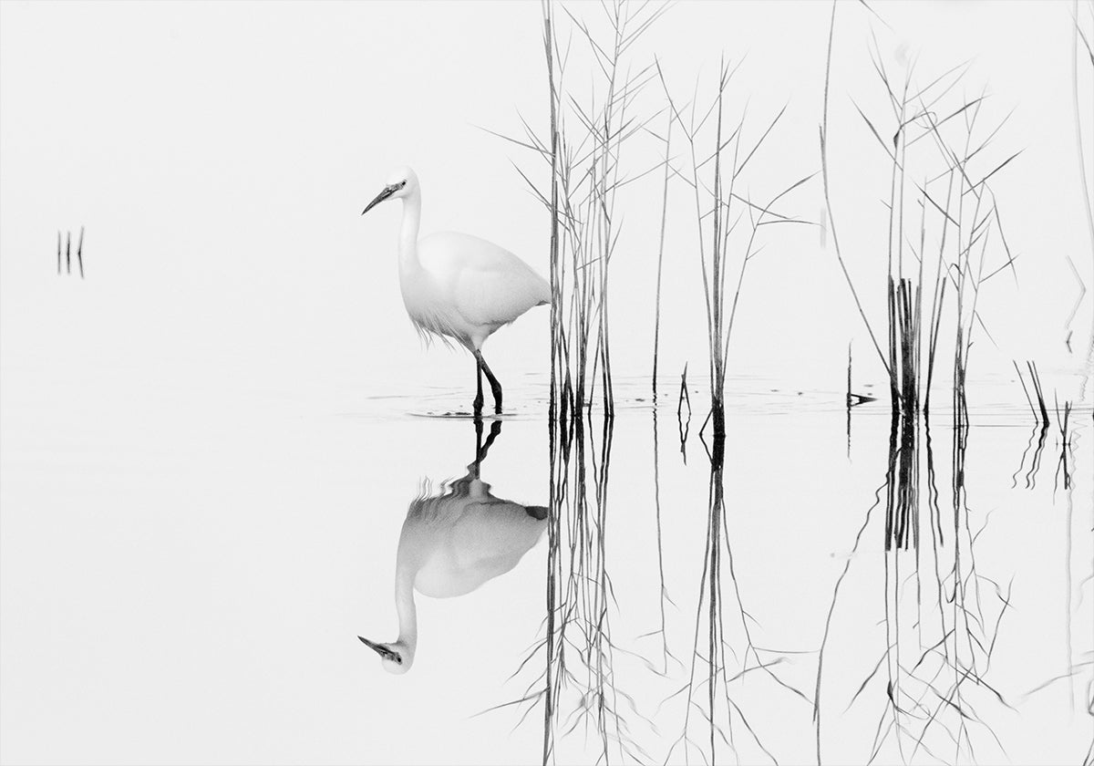 white Plakat - Posterbox